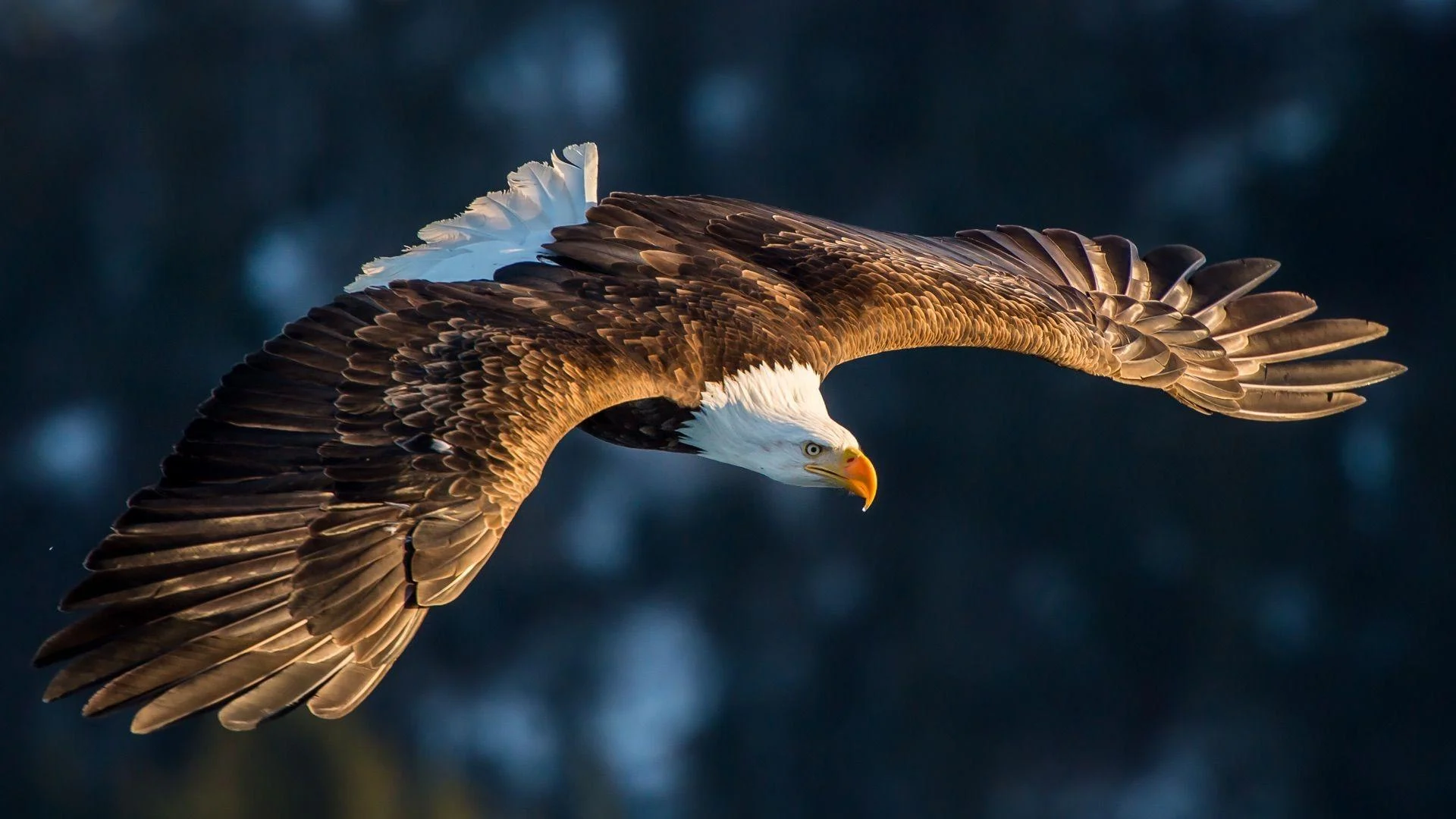 The Majesty of the Skies: Eagles