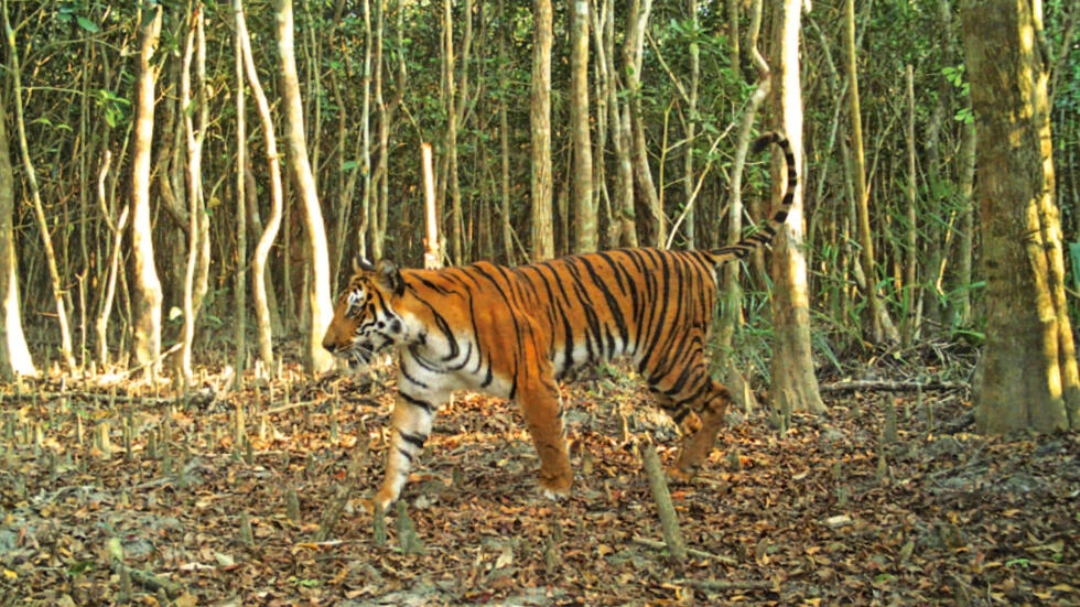 The image portrays a majestic tiger in its natural habitat, emphasizing the urgency to protect these endangered species from poaching. The study's findings reveal Bangladesh as a major hub for tiger poaching, highlighting the need for heightened wildlife conservation efforts to safeguard these iconic big cats for future generations. #TigerPoaching #EndangeredSpecies #WildlifeConservation #BangladeshWildlife #ProtectingTigers #EcologicalBalance